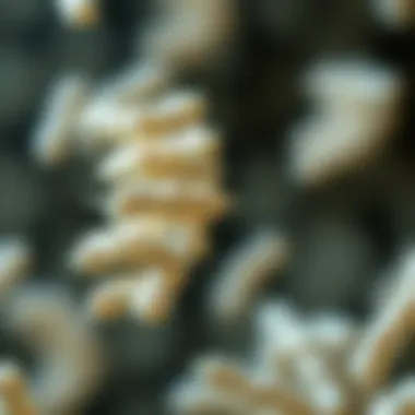 Magnificent A Comparative Analysis of Synbiotics and Probiotics Magnificent A Comparative Analysis of Synbiotics and Probiotics