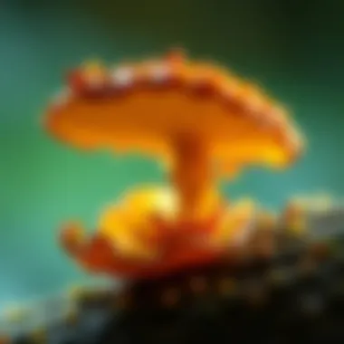 Magnificent Mold Spore Identification: A Comprehensive Guide Magnificent Mold Spore Identification: A Comprehensive Guide