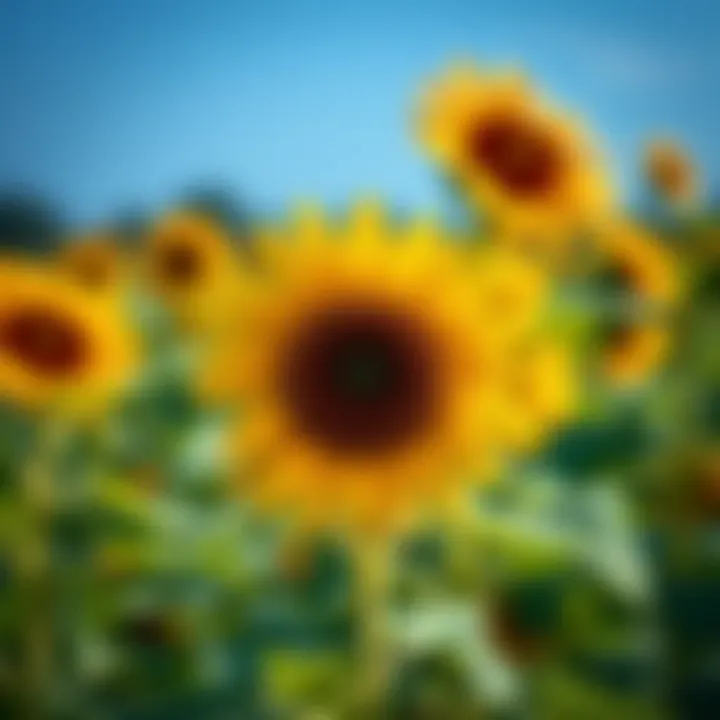 Magnificent Sunflower Seedling Identification: A Comprehensive Guide
