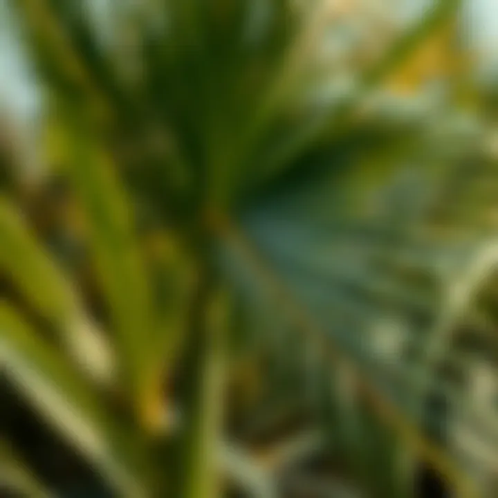Magnificent The Environmental Impact of Palm Oil: An In-depth Analysis