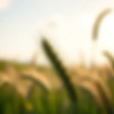 Magnificent Wheat Nutrient Removal: An In-Depth Examination