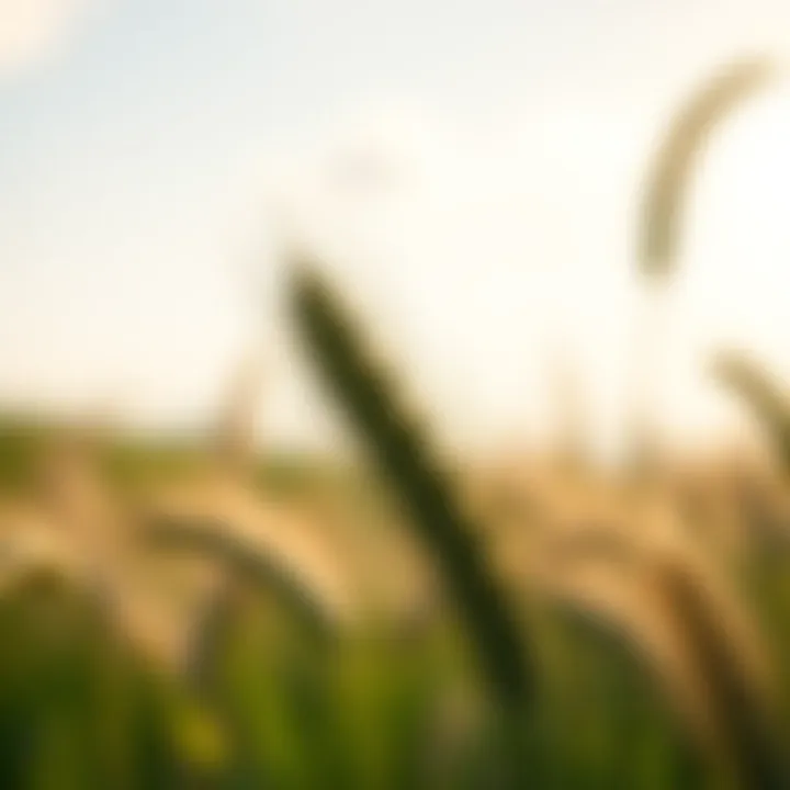 Magnificent Wheat Nutrient Removal: An In-Depth Examination
