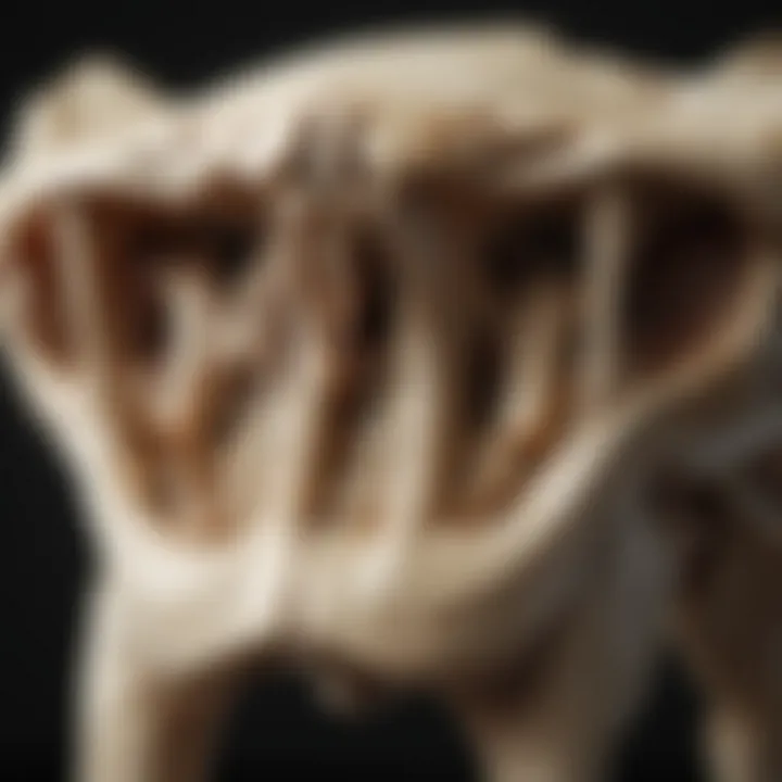 Detailed illustration of dingo bones highlighting anatomical features