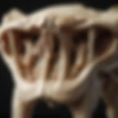 Anatomy of Dingo Bones Detailed illustration of dingo bones highlighting anatomical features