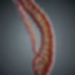 Detailed representation of Y chromosome structure