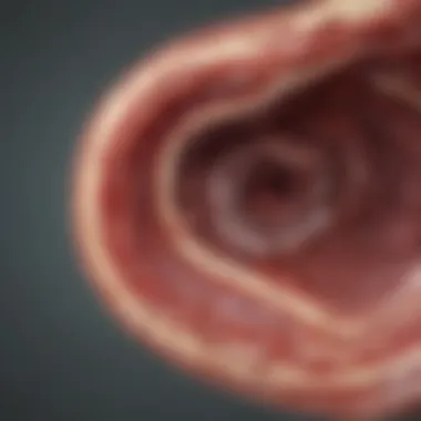 A detailed illustration of coronary artery disease progression