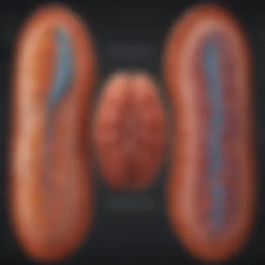 Infographic of Mitochondrial Biogenesis Infographic depicting the physiological mechanisms of exercise-induced mitochondrial biogenesis.
