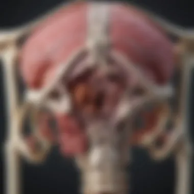 Bone Involvement in Cancer Progression Infographic showing bone involvement in cancer progression