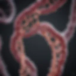 Genetic structure illustrating BRCA mutations