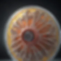 Anatomy of intervertebral discs highlighting hydration