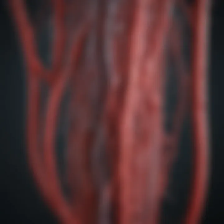 A detailed illustration of the anatomy of blood vessels