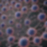 Microscopic view of chondrocyte cell lines
