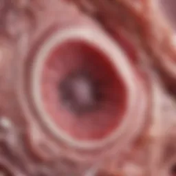 Histological examination of comedo necrosis in a breast cancer sample.