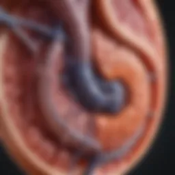 Illustration depicting kidney anatomy and function
