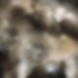 Lifecycle of Demodex mites illustrated