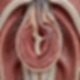 Anatomical illustration of the atrial appendage