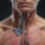 An anatomical diagram illustrating the respiratory system