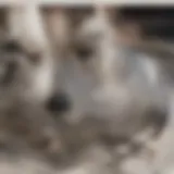 Close-up of a dog's eye showing signs of dryness