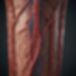 Illustration depicting blood flow in the veins