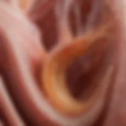 Illustration of hair cell structure in the inner ear