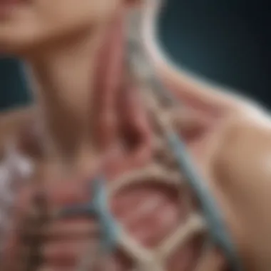 Understanding Cervical Anatomy Cervical anatomy with focus on glandular structures