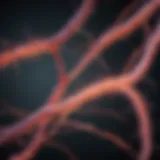 Neural pathways involved in epilepsy