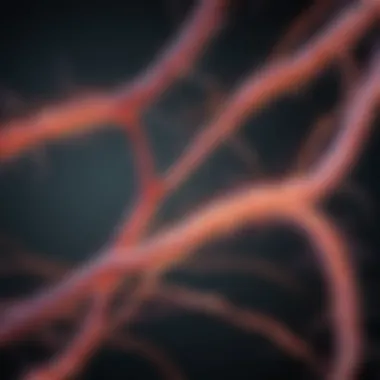 Understanding Neural Pathways in Epilepsy Neural pathways involved in epilepsy