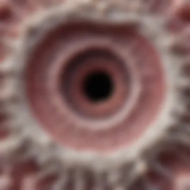 Microscopic View of Epithelial Tissue Microscopic view of epithelial tissue