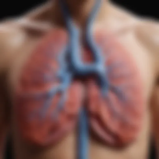 Illustration of the pulmonary system highlighting areas affected by embolism