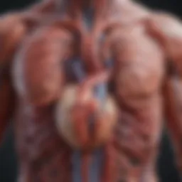 Visual representation of cardiovascular system