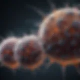 Visualization of dendritic cells activating T-cells