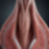 Visualization of follicle-stimulating hormone structure and function