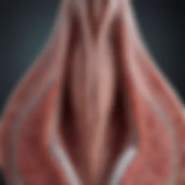 Visualization of follicle-stimulating hormone structure and function
