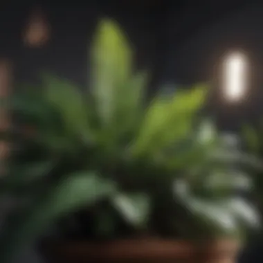 Indoor Plants: Nature's Air Purifiers Close-up view of indoor plants filtering air