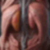 Anatomical illustration of the liver highlighting its functions