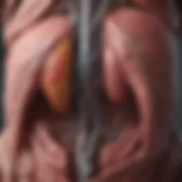 Anatomical illustration of the liver highlighting its functions