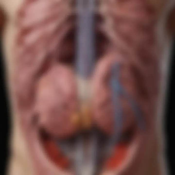 Diagram showing the physiological interplay between gastrointestinal and respiratory systems