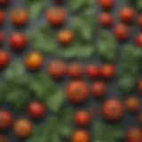 A close-up view of different tomato plant leaf types showcasing their unique shapes and textures