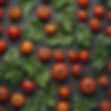A close-up view of different tomato plant leaf types showcasing their unique shapes and textures