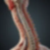 Illustration depicting the anatomy of the spinal canal