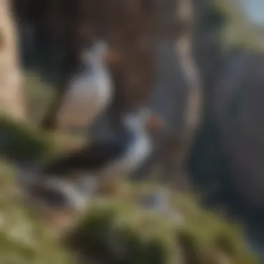 A coastal ecosystem with seabirds nesting on cliffs