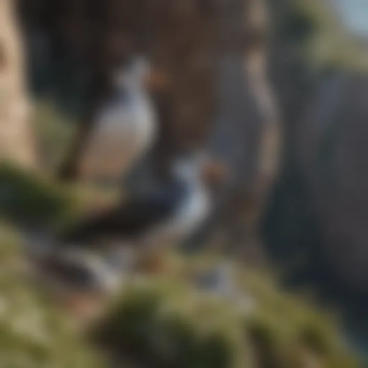 A coastal ecosystem with seabirds nesting on cliffs