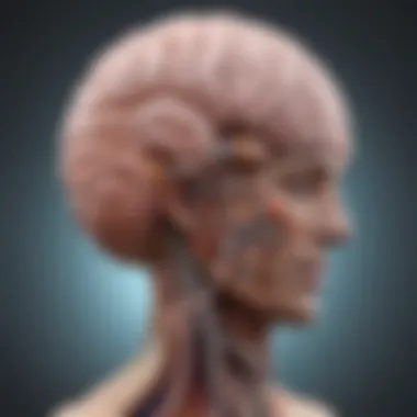 The Gut-Brain Connection Illustration of the gut-brain connection