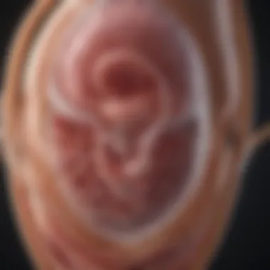 Diagram illustrating the stages of fetal development
