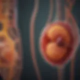 An anatomical diagram showcasing renal function related to urine production