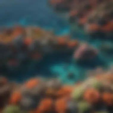 Aerial Perspective of the Coral Ecosystem Aerial view highlighting the expansive coral formations of the Great Barrier Reef