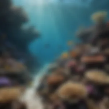 Successful Conservation Initiatives at the Reef Conservation efforts depicted through a rehabilitated section of the reef