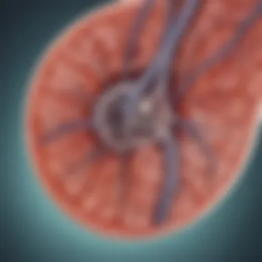 Illustration depicting the pathophysiology of hypertensive nephrosclerosis