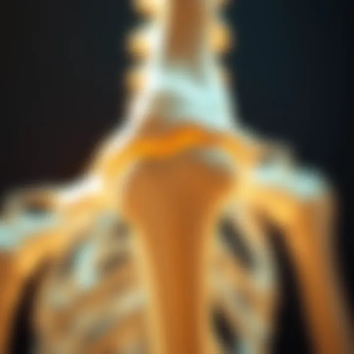 Notable In-Depth Exploration of Osteoporosis Research