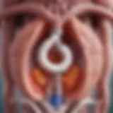 Illustration of inhaled corticosteroids mechanism of action